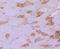 Heat shock protein beta-6 antibody, A07981, Boster Biological Technology, Immunohistochemistry frozen image 