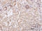Goosecoid Homeobox antibody, LS-C133837, Lifespan Biosciences, Immunohistochemistry frozen image 