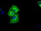 ShcA antibody, TA501074, Origene, Immunofluorescence image 