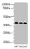 Heterogeneous Nuclear Ribonucleoprotein D antibody, CSB-PA02544A0Rb, Cusabio, Western Blot image 