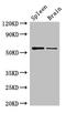 D-2-Hydroxyglutarate Dehydrogenase antibody, LS-C378634, Lifespan Biosciences, Western Blot image 