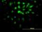 E2F Transcription Factor 6 antibody, MA5-18784, Invitrogen Antibodies, Immunofluorescence image 