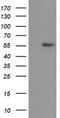 p53 antibody, TA502783, Origene, Western Blot image 
