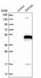 Zinc finger protein 330 antibody, NBP1-81694, Novus Biologicals, Western Blot image 
