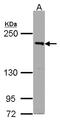 PAS domain-containing serine/threonine-protein kinase antibody, LS-C185923, Lifespan Biosciences, Western Blot image 