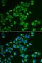 Tachykinin 3 antibody, LS-B13893, Lifespan Biosciences, Immunofluorescence image 