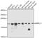 Mitochondrial Ribosomal Protein L11 antibody, GTX33326, GeneTex, Western Blot image 