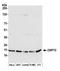Canopy FGF Signaling Regulator 2 antibody, A305-684A-M, Bethyl Labs, Western Blot image 