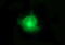 FA2H antibody, M05657, Boster Biological Technology, Immunofluorescence image 