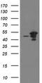 ADP-ribosylation factor GTPase-activating protein 1 antibody, TA502626, Origene, Western Blot image 