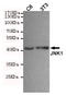 Mitogen-Activated Protein Kinase 8 antibody, TA347001, Origene, Western Blot image 