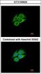 Pantothenate kinase 1 antibody, LS-C185749, Lifespan Biosciences, Immunocytochemistry image 