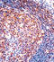 Prostaglandin I2 Receptor antibody, LS-C162275, Lifespan Biosciences, Immunohistochemistry paraffin image 