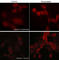 Neuronal Guanine Nucleotide Exchange Factor antibody, EP2841, ECM Biosciences, Immunocytochemistry image 