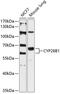 Cytochrome P450 Family 26 Subfamily B Member 1 antibody, 14-277, ProSci, Western Blot image 