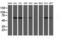 Chimerin 1 antibody, LS-C173959, Lifespan Biosciences, Western Blot image 