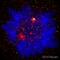 Outer Dense Fiber Of Sperm Tails 2 antibody, ab43840, Abcam, Immunocytochemistry image 