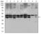 CD25 antibody, GTX60792, GeneTex, Western Blot image 
