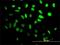 Hes Family BHLH Transcription Factor 1 antibody, H00003280-M02, Novus Biologicals, Immunofluorescence image 