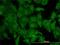 KRAS Proto-Oncogene, GTPase antibody, H00003845-M01, Novus Biologicals, Immunofluorescence image 