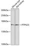 Protein Tyrosine Phosphatase Non-Receptor Type 23 antibody, GTX64851, GeneTex, Western Blot image 