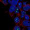 Zinc Finger Protein 689 antibody, HPA054095, Atlas Antibodies, Immunofluorescence image 