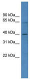 Zinc Finger Protein 579 antibody, TA341490, Origene, Western Blot image 