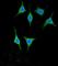 Amylase Alpha 2A (Pancreatic) antibody, abx032511, Abbexa, Western Blot image 