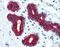 Keratin antibody, orb88072, Biorbyt, Immunohistochemistry paraffin image 