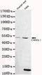 Chordin Like 1 antibody, TA346918, Origene, Western Blot image 