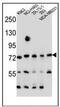 SEC14 Like Lipid Binding 5 antibody, AP53832PU-N, Origene, Western Blot image 