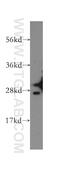 Glutathione S-transferase alpha-2 antibody, 10505-1-AP, Proteintech Group, Western Blot image 