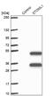 Stomatin Like 1 antibody, NBP1-92455, Novus Biologicals, Western Blot image 