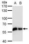 Coatomer subunit delta antibody, MA5-18287, Invitrogen Antibodies, Western Blot image 