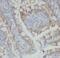 Rho Guanine Nucleotide Exchange Factor 1 antibody, FNab00558, FineTest, Immunohistochemistry frozen image 