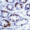 Gastrin antibody, LS-C88653, Lifespan Biosciences, Immunohistochemistry frozen image 