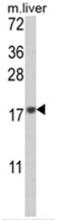 MAF BZIP Transcription Factor F antibody, AP17542PU-N, Origene, Western Blot image 