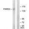 Par-3 Family Cell Polarity Regulator antibody, PA5-49856, Invitrogen Antibodies, Western Blot image 