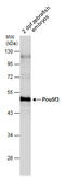 POU Class 5 Homeobox 1 antibody, GTX132245, GeneTex, Western Blot image 