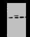 Aldolase, Fructose-Bisphosphate C antibody, 203528-T36, Sino Biological, Western Blot image 