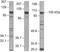 Vav Guanine Nucleotide Exchange Factor 2 antibody, 36-2000, Invitrogen Antibodies, Western Blot image 