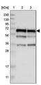 Coiled-coil domain-containing protein 6 antibody, PA5-53905, Invitrogen Antibodies, Western Blot image 