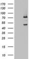 2'-5'-Oligoadenylate Synthetase 2 antibody, MA5-26557, Invitrogen Antibodies, Western Blot image 