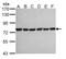 Heat Shock Protein Family A (Hsp70) Member 2 antibody, PA5-29038, Invitrogen Antibodies, Western Blot image 