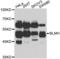 Bleomycin Hydrolase antibody, LS-C334781, Lifespan Biosciences, Western Blot image 