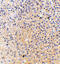 Lymphocyte Antigen 86 antibody, 3851, ProSci Inc, Immunohistochemistry frozen image 