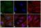 Mouse IgG (H+L) antibody, A16167, Invitrogen Antibodies, Immunofluorescence image 