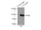 UPF0663 transmembrane protein C17orf28 antibody, 21174-1-AP, Proteintech Group, Immunoprecipitation image 