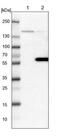 FLII Actin Remodeling Protein antibody, NBP1-87925, Novus Biologicals, Western Blot image 