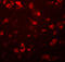 Protein FAM59B antibody, 5481, ProSci, Immunofluorescence image 
